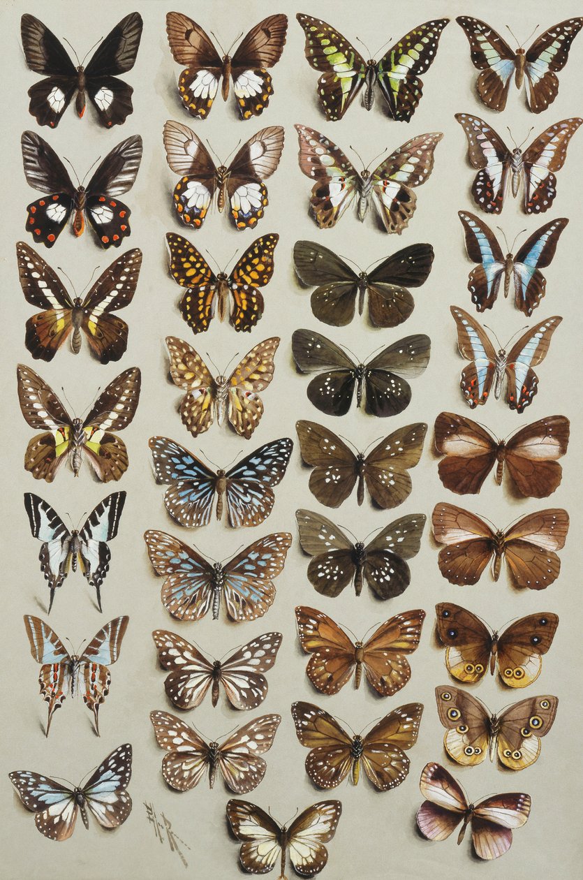 Trzydzieści trzy motyle w czterech kolumnach, należące do rodzin Papilionidae i Danainae, autorstwa Marian Ellis Rowan