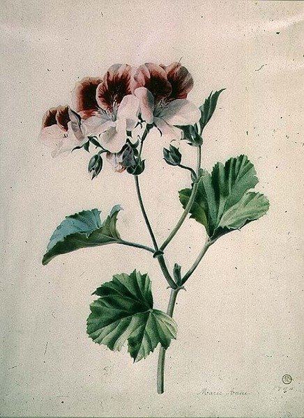 Pelargonia autorstwa Marie Anne