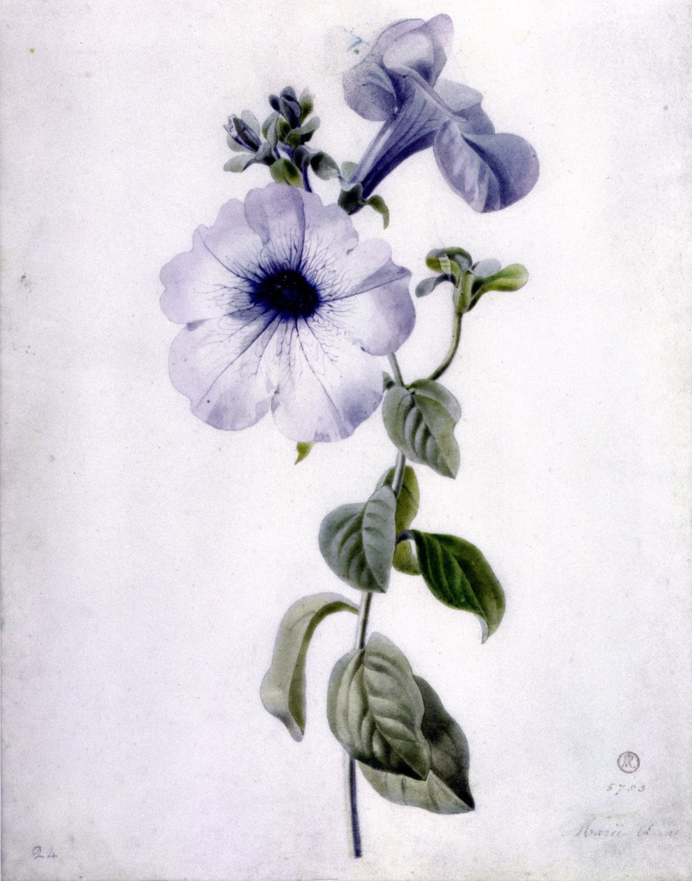 Petunia autorstwa Marie Anne