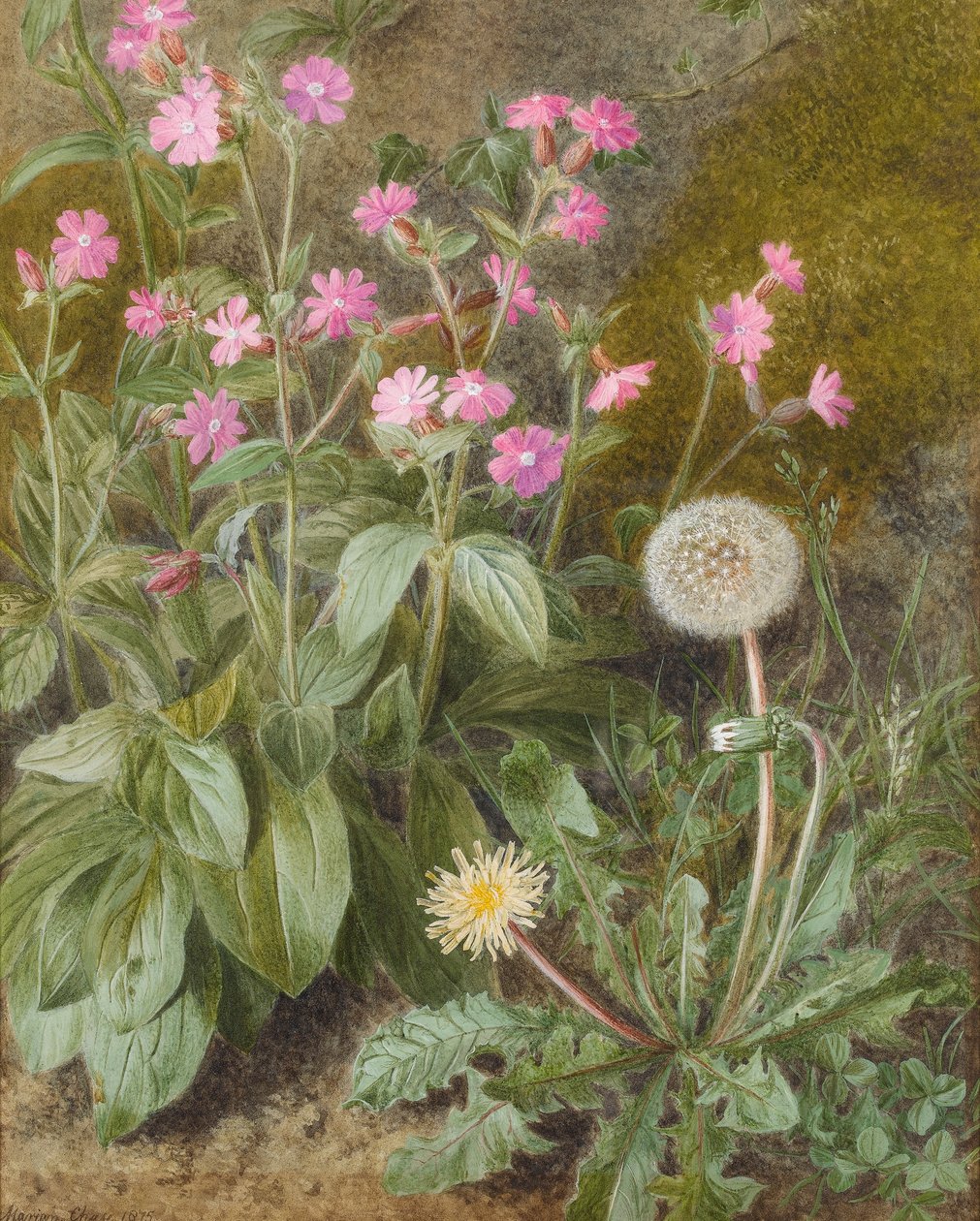Rose Campions i Dandelion, 1875 (wc na papierze) autorstwa Marion Chase