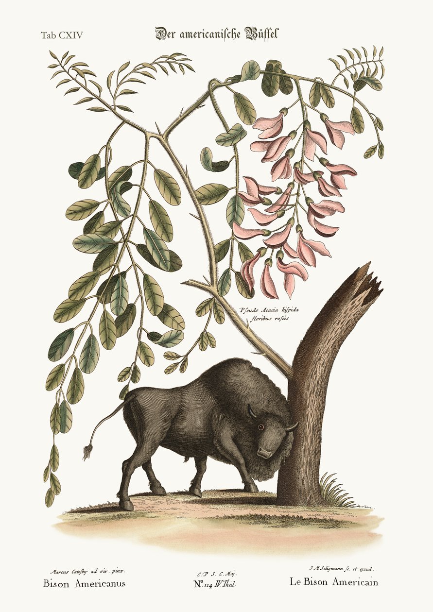 Żubr amerykański, 1749-73 autorstwa Mark Catesby