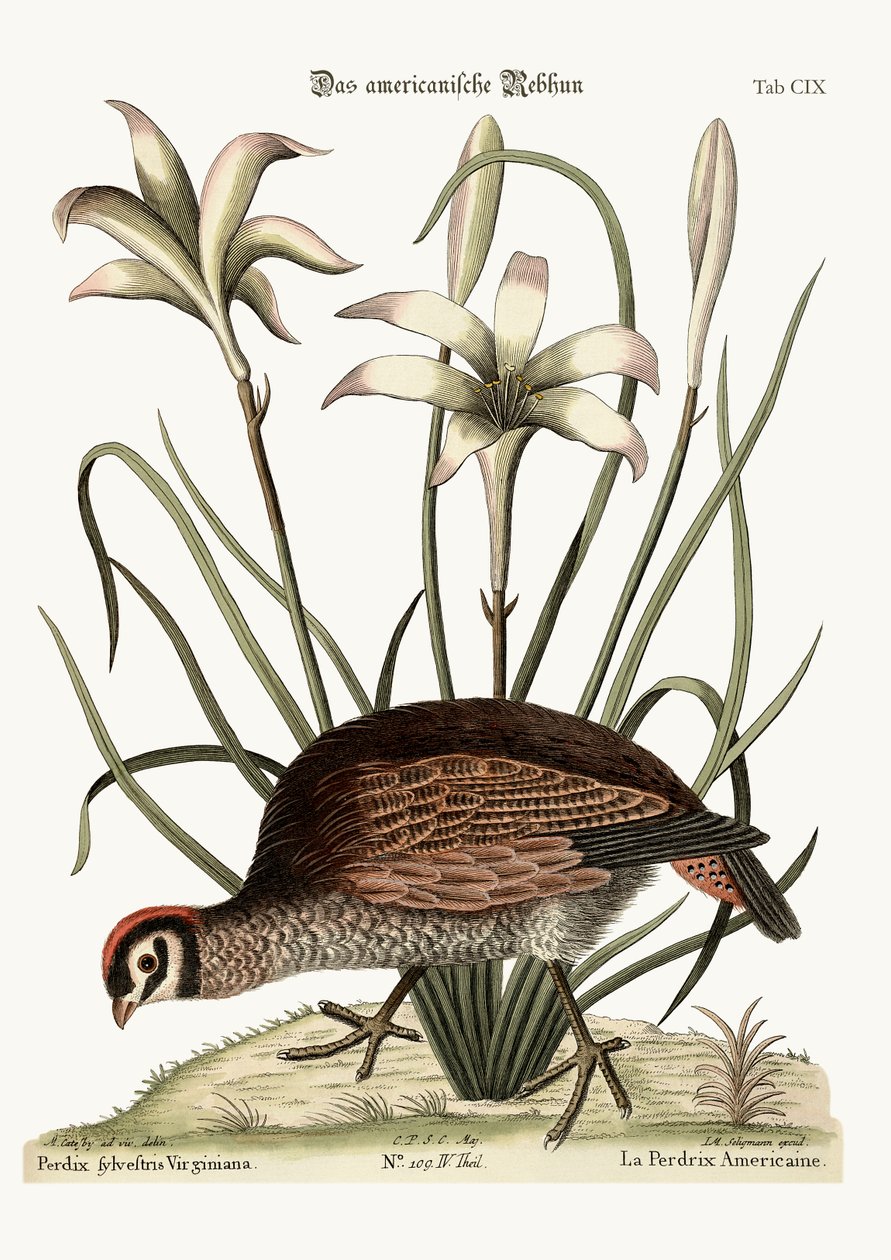 Kuropatwa amerykańska, 1749-73 autorstwa Mark Catesby
