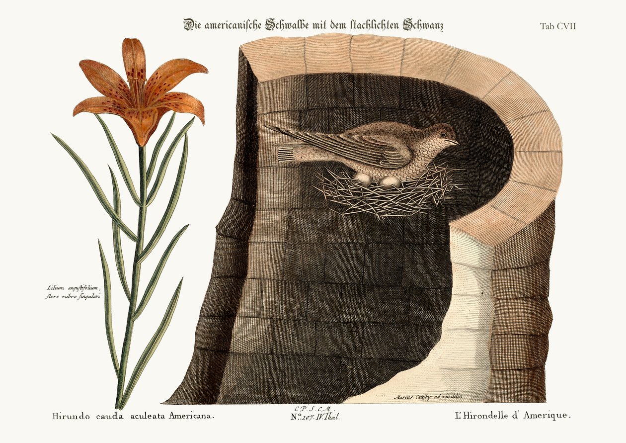 Amerykańska jaskółka, 1749-73 autorstwa Mark Catesby