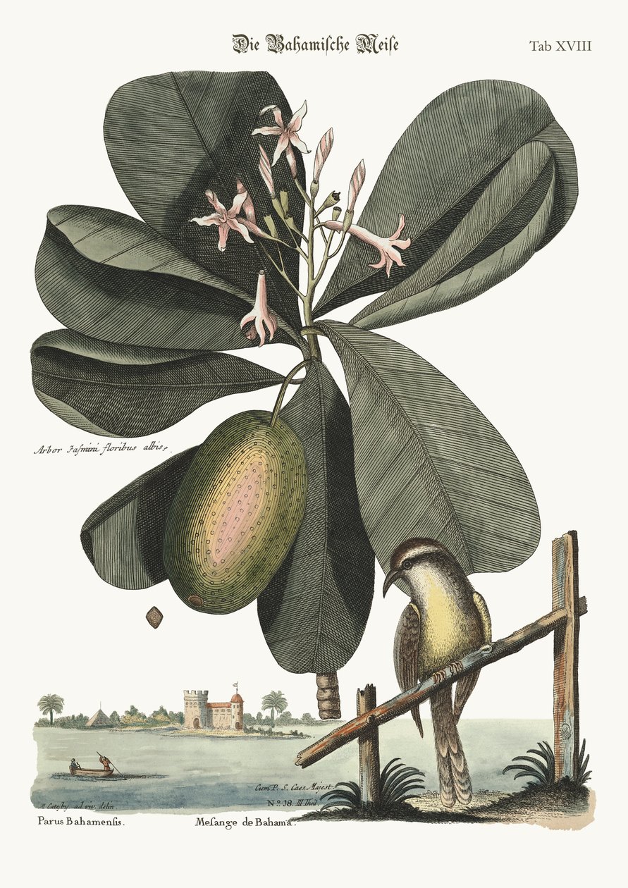 Sikora z Bahamów, 1749-73 autorstwa Mark Catesby