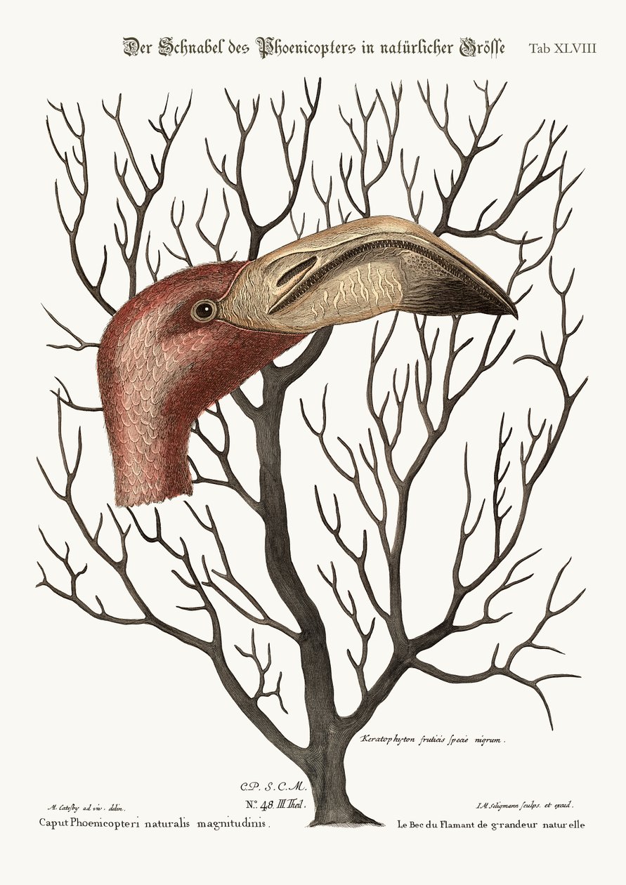Bill of the Flamingo w pełnych wymiarach, 1749-73 autorstwa Mark Catesby