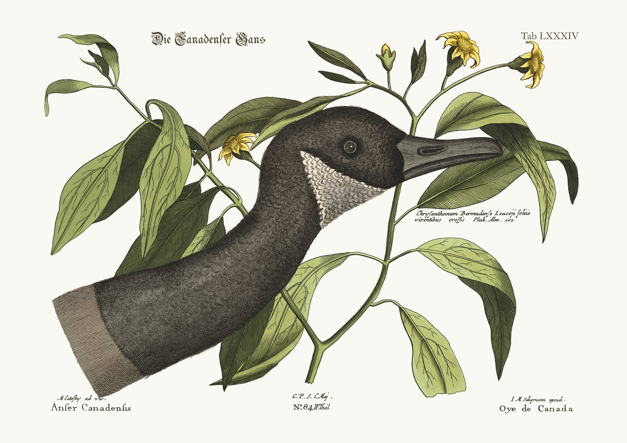 Gęś kanadyjska, 1749-73 autorstwa Mark Catesby