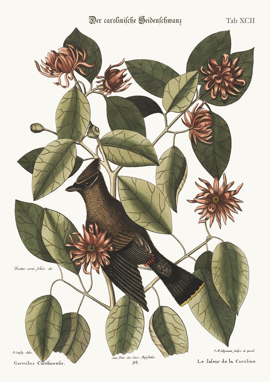 Gawędziarz, 1749-73 autorstwa Mark Catesby