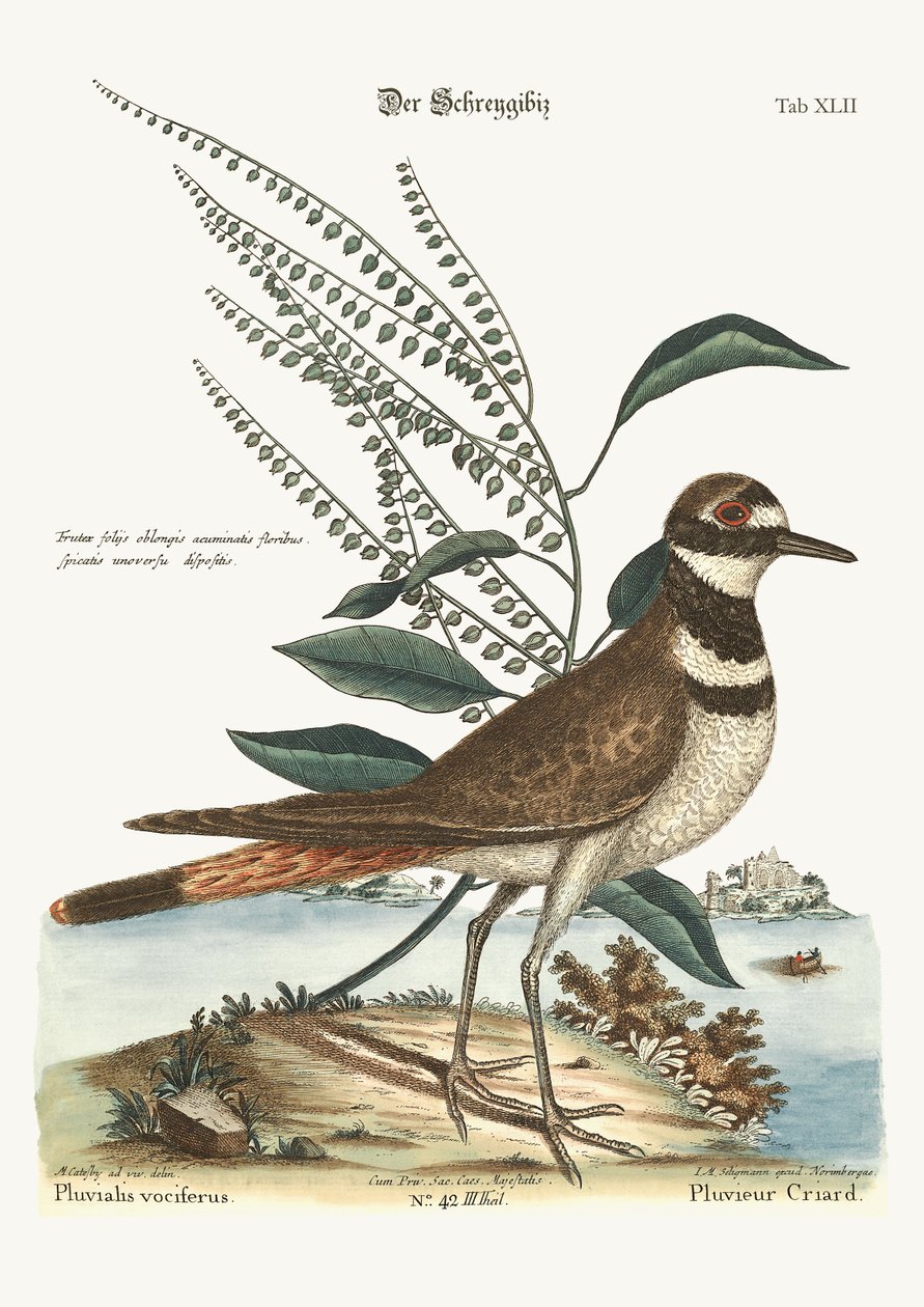 Sieweczka gadająca, 1749-73 autorstwa Mark Catesby