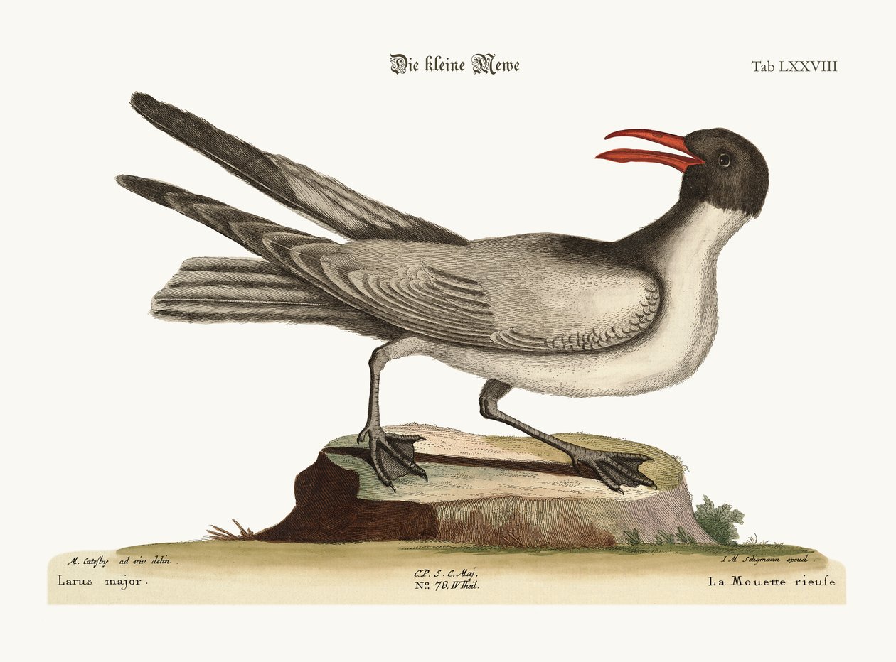 Śmiejąca się mewa, 1749-73 autorstwa Mark Catesby