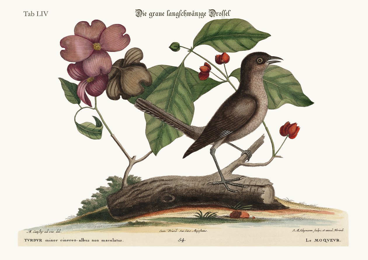 Mock-Bird, 1749-73 autorstwa Mark Catesby