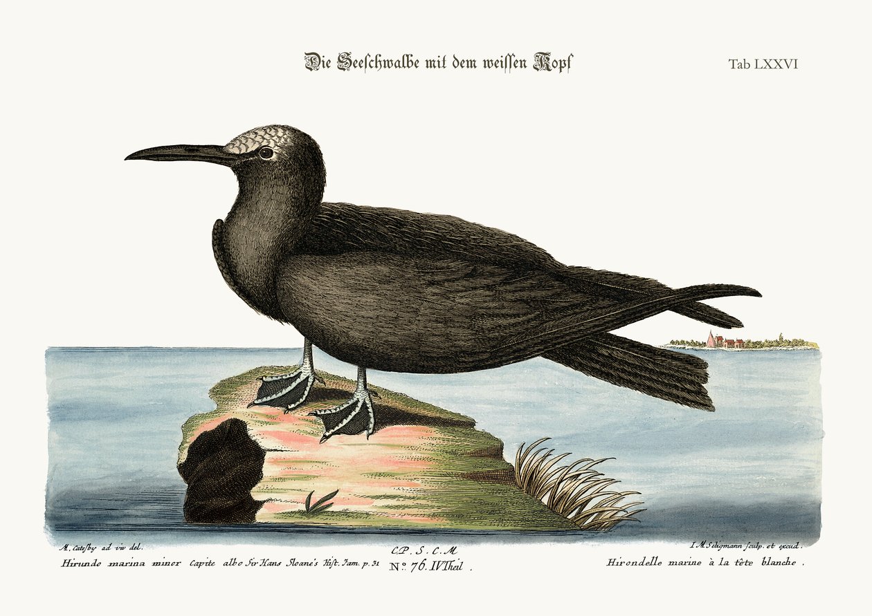 Noddy, 1749-73 autorstwa Mark Catesby
