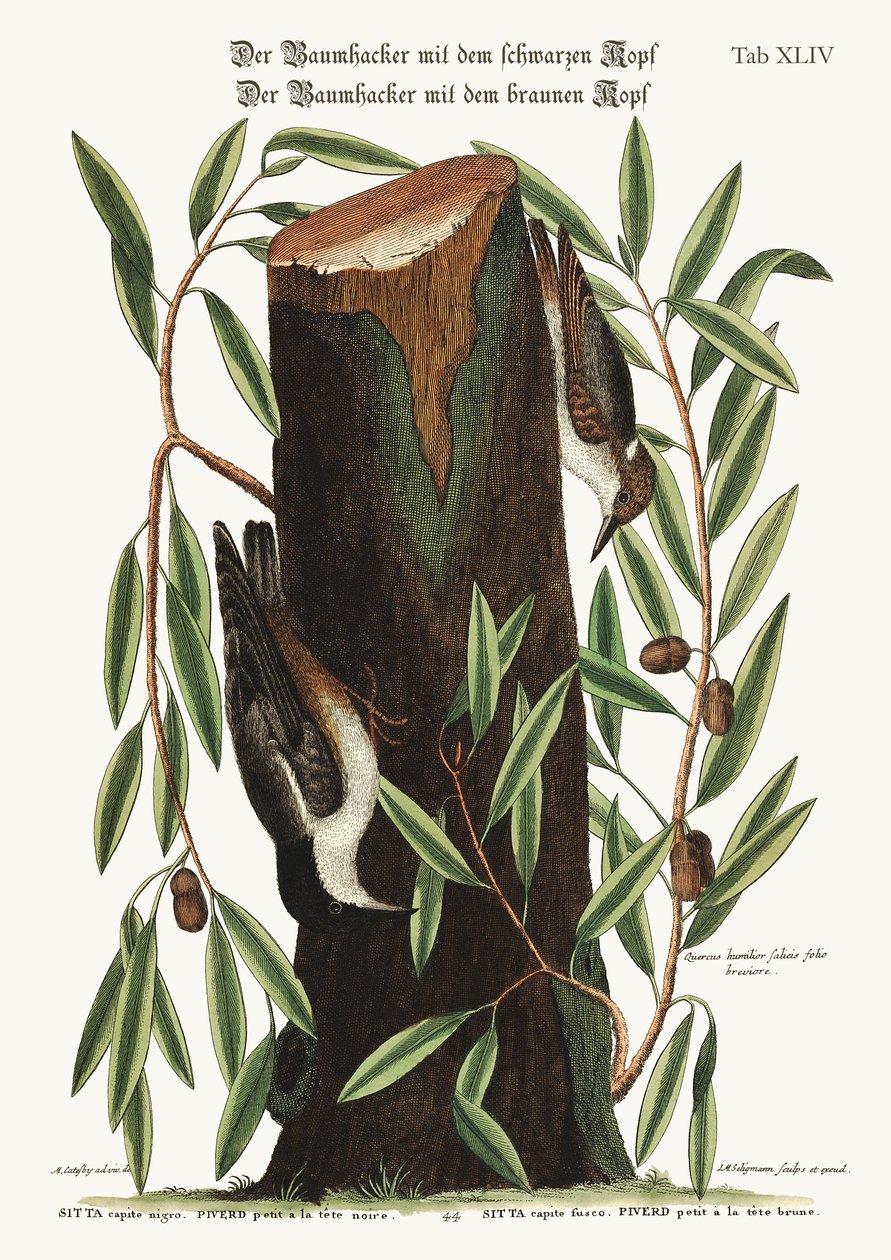 Kowalik. Mały Kowalik, 1749-73 autorstwa Mark Catesby