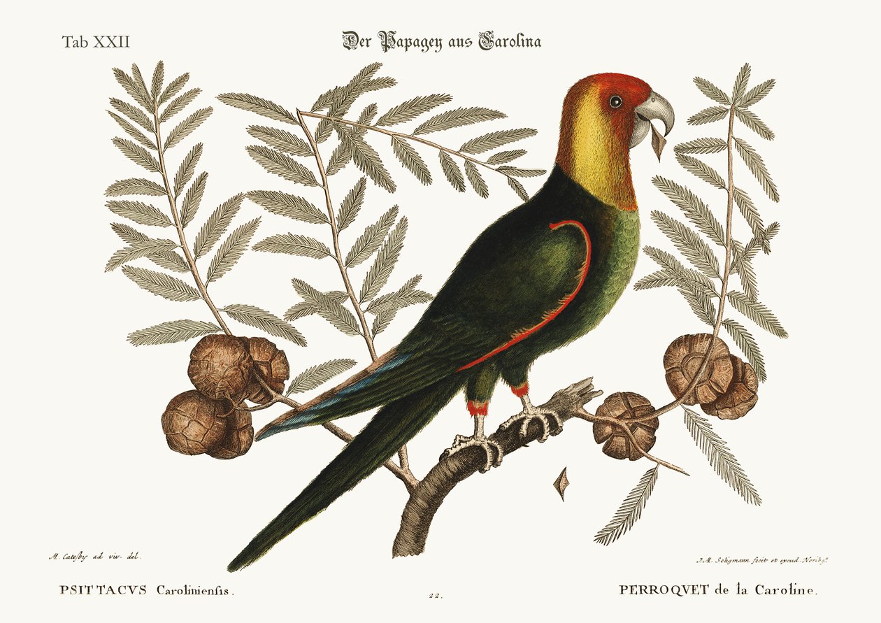 Papuga Karoliny, 1749-73 autorstwa Mark Catesby