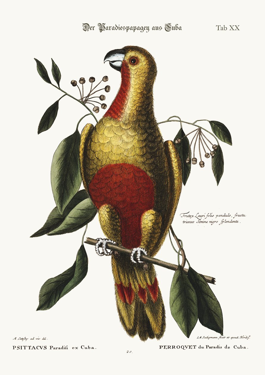 Papuga Raju Kuby, 1749-73 autorstwa Mark Catesby