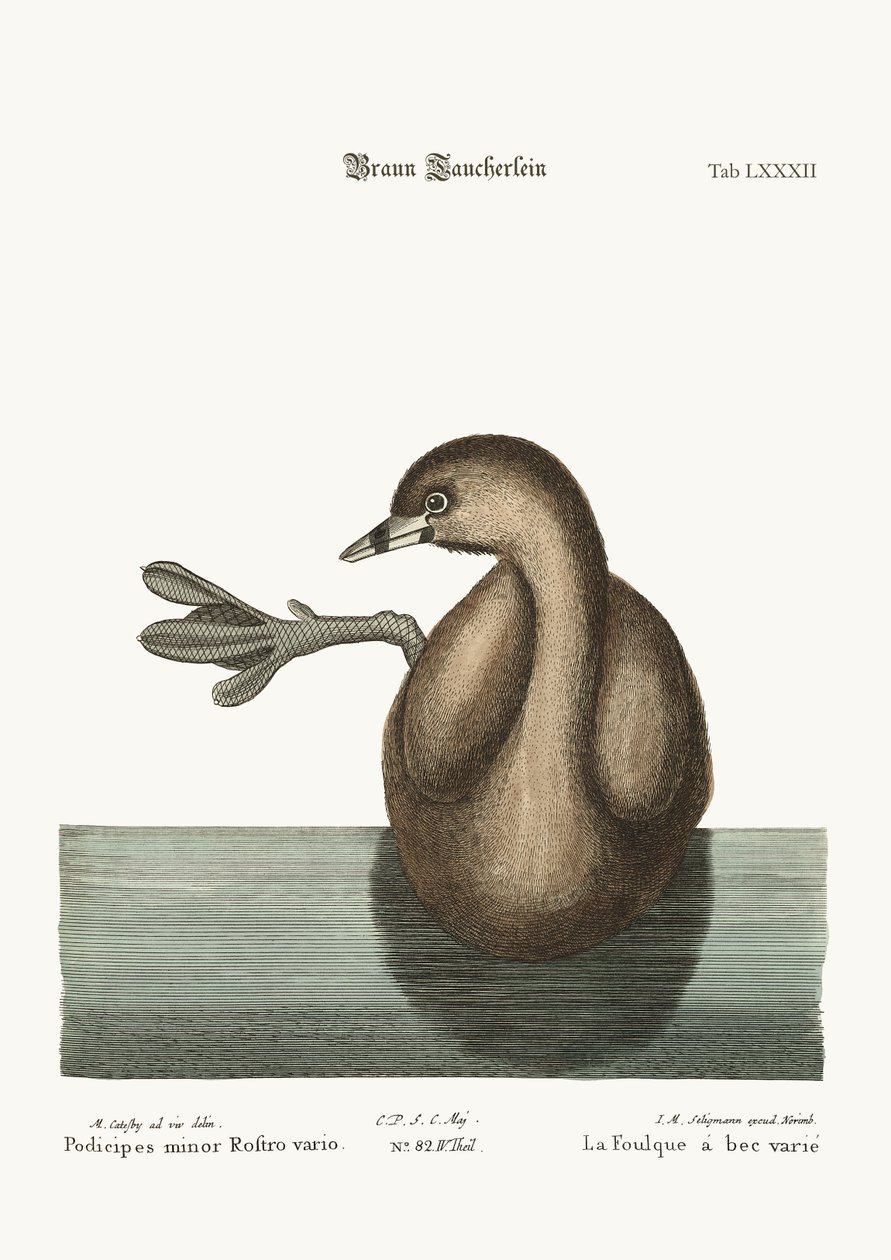 Pied-Bill Dobchick, 1749-73 autorstwa Mark Catesby