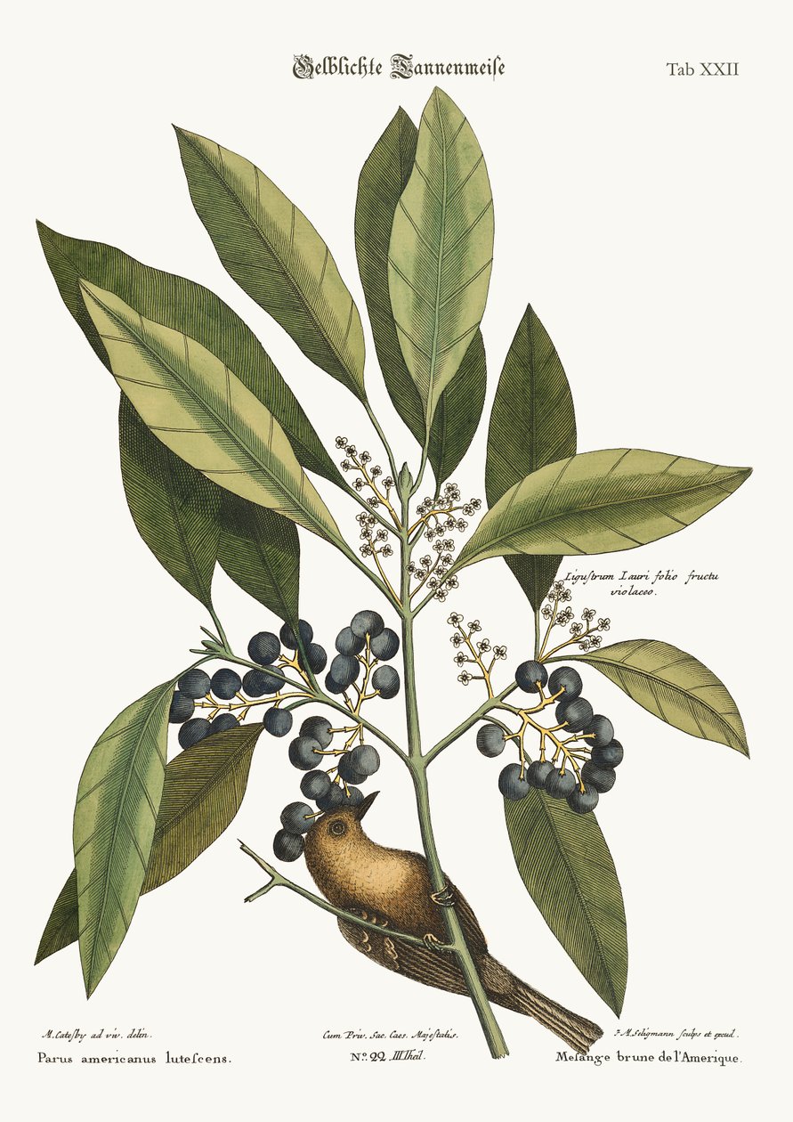 Pełzacz sosnowy, 1749-73 autorstwa Mark Catesby