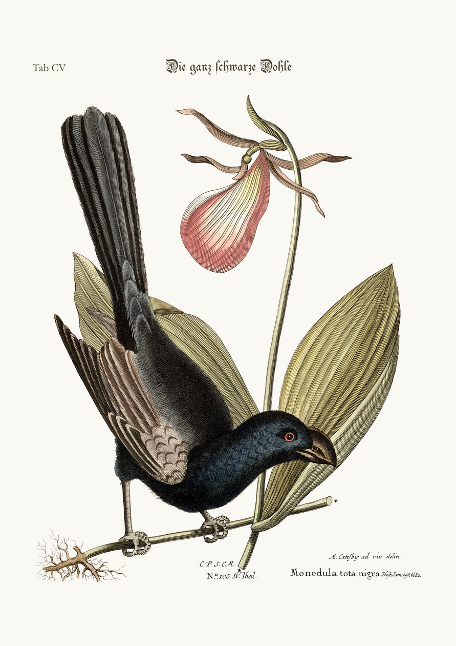 Czarny ptak z Jamajki, 1749-73 autorstwa Mark Catesby