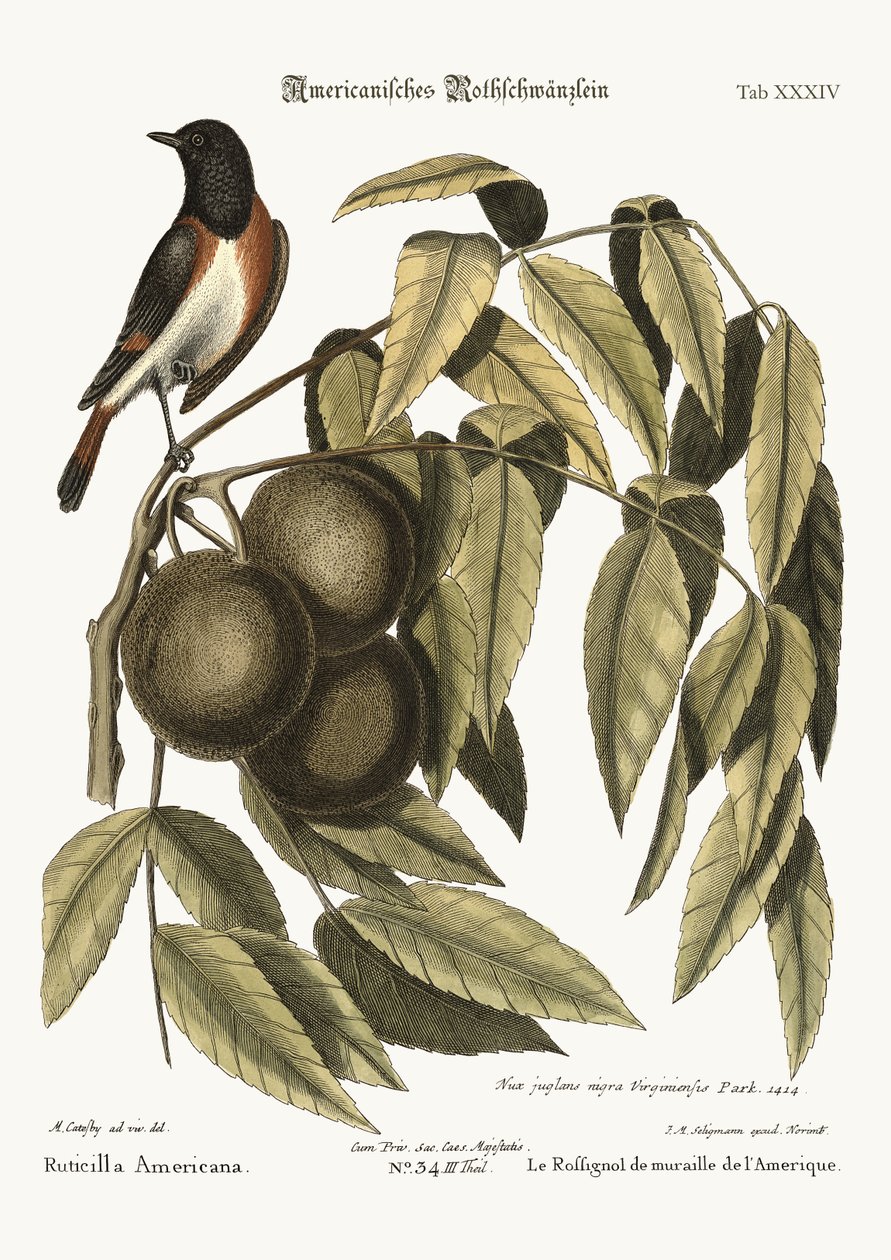 Kopciuszek, 1749-73 autorstwa Mark Catesby