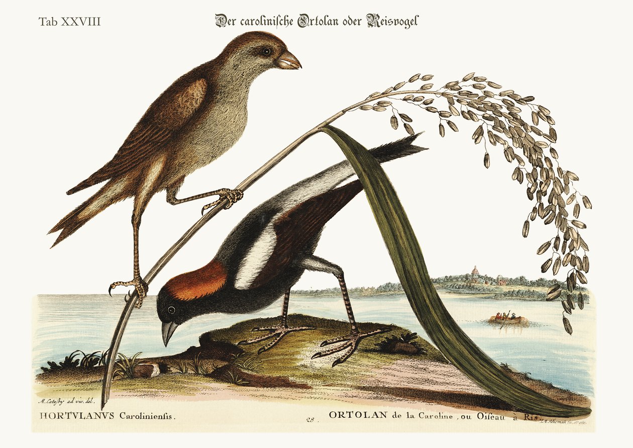 Ryżowy ptak, 1749-73 autorstwa Mark Catesby