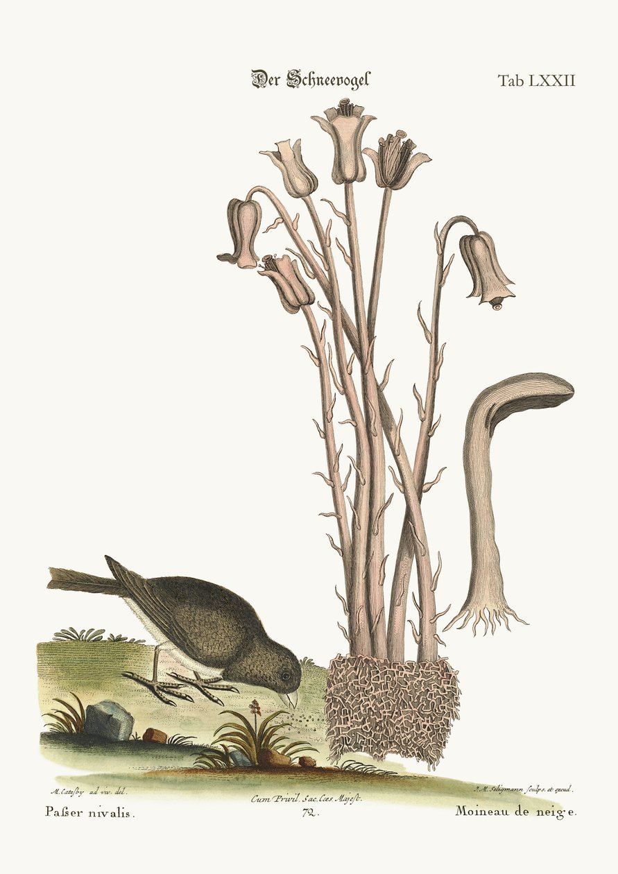 Śnieżny Ptak, 1749-73 autorstwa Mark Catesby