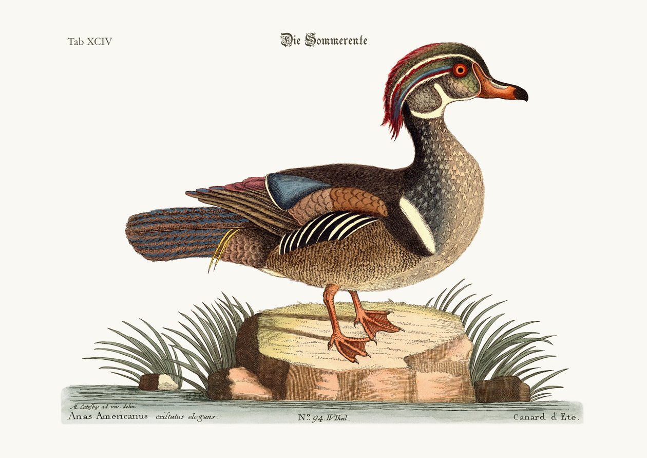 Letnia Kaczka, 1749-73 autorstwa Mark Catesby