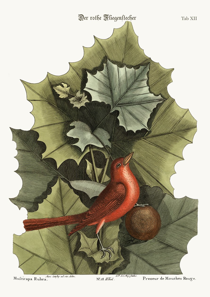 Letni czerwony ptak, 1749-73 autorstwa Mark Catesby