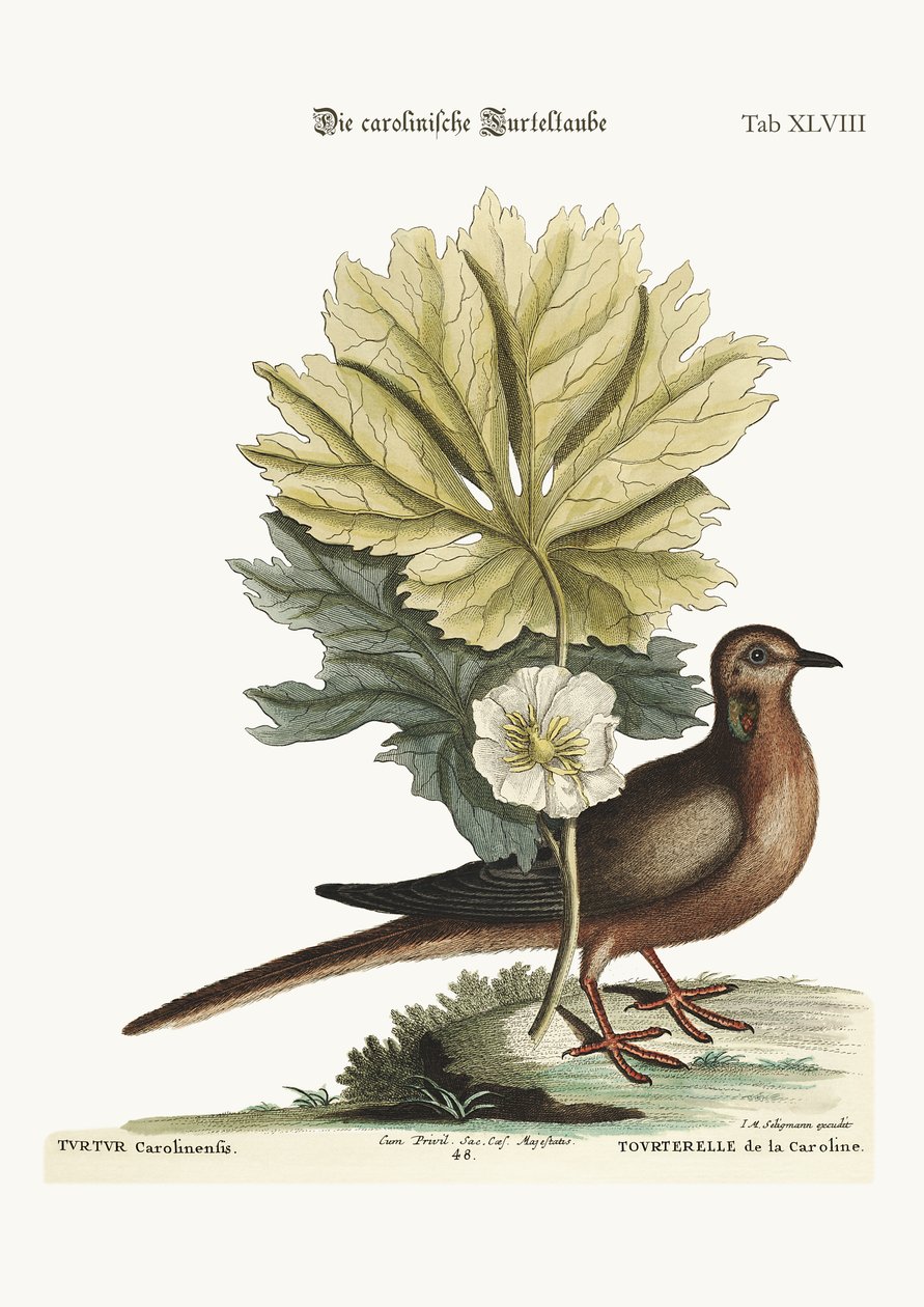 Żółw z Karoliny, 1749-73 autorstwa Mark Catesby