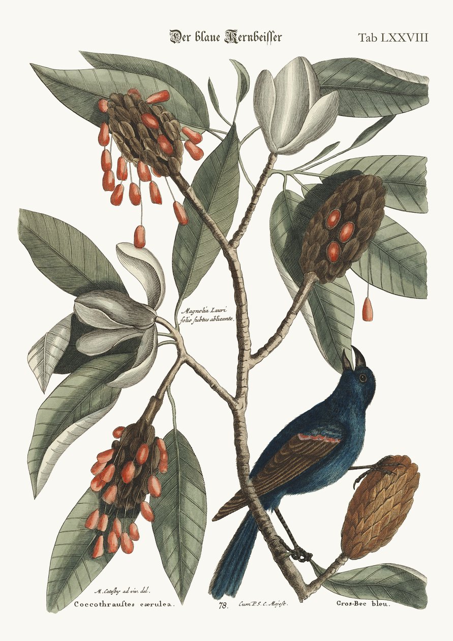 Niebieski dziób grubodzioba, 1749-73 autorstwa Mark Catesby