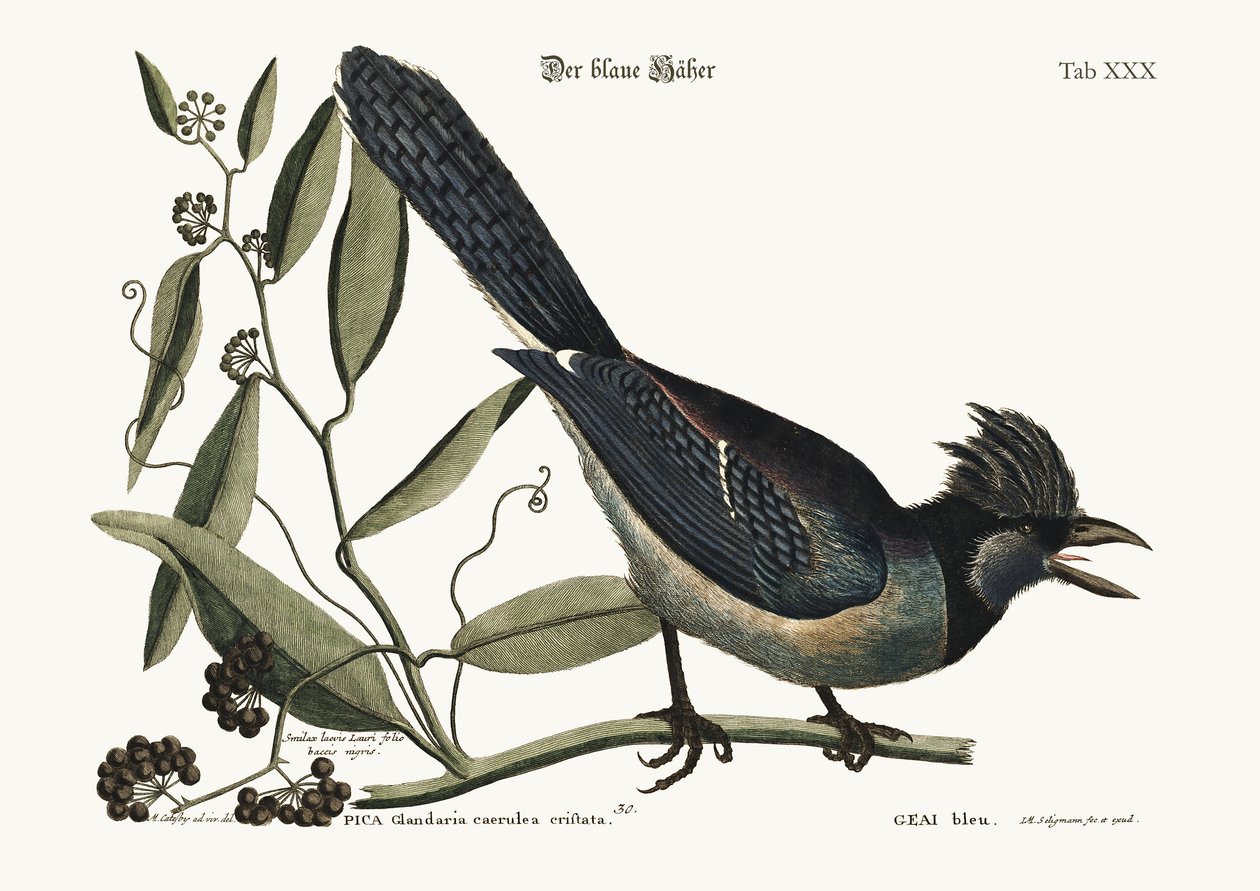Sójka Błękitna, 1749-73 autorstwa Mark Catesby