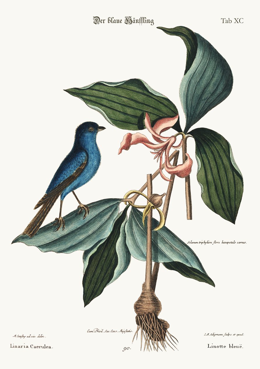 Niebieska Linnet, 1749-73 autorstwa Mark Catesby