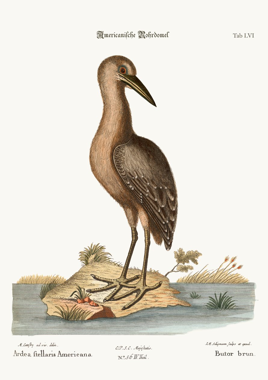 Brązowy bąk, 1749-73 autorstwa Mark Catesby