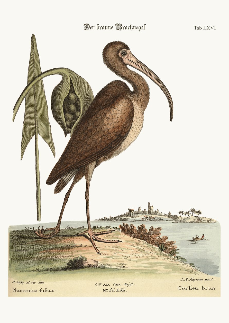 Brązowy Kulik, 1749-73 autorstwa Mark Catesby