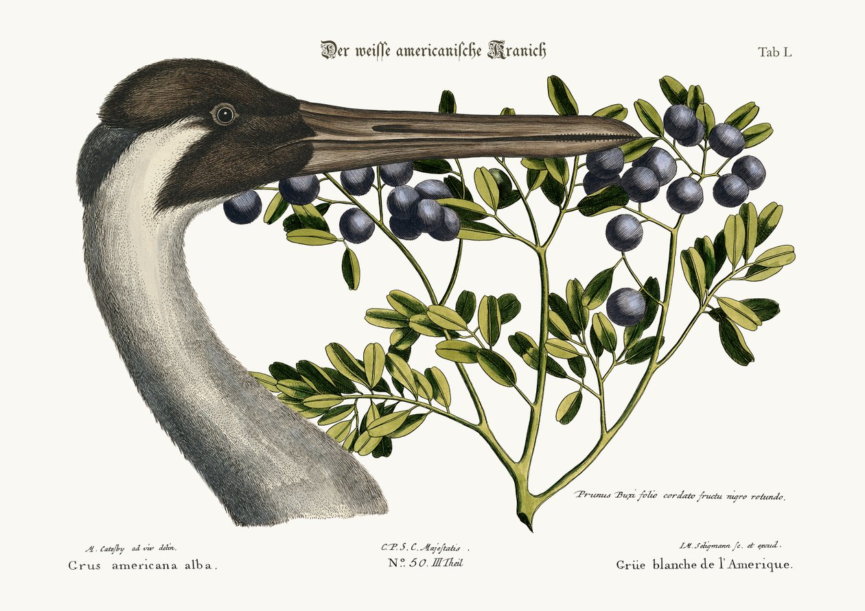 Suwnica, 1749-73 autorstwa Mark Catesby