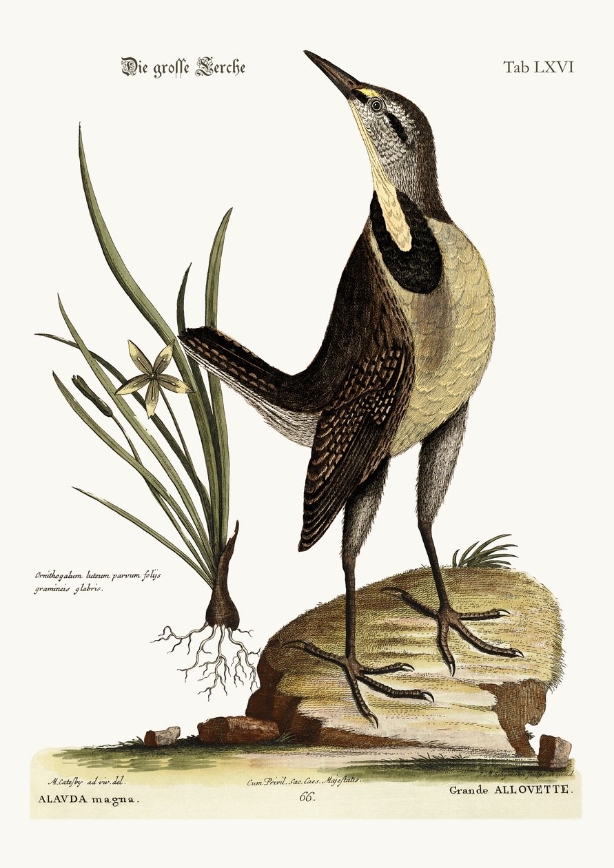 Skowronek duży, 1749-73 autorstwa Mark Catesby