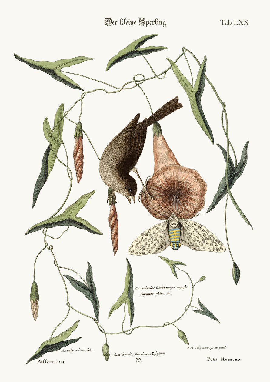 Mały Wróbel, 1749-73 autorstwa Mark Catesby