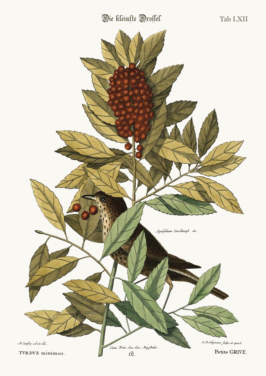 Mały drozd, 1749-73 autorstwa Mark Catesby
