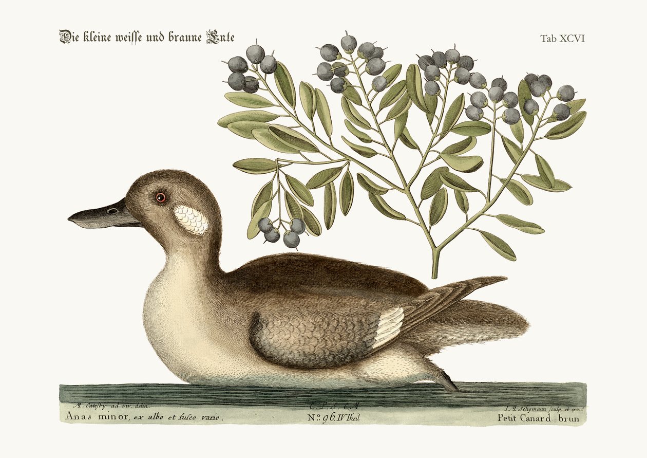 Mała brązowa kaczka, 1749-73 autorstwa Mark Catesby