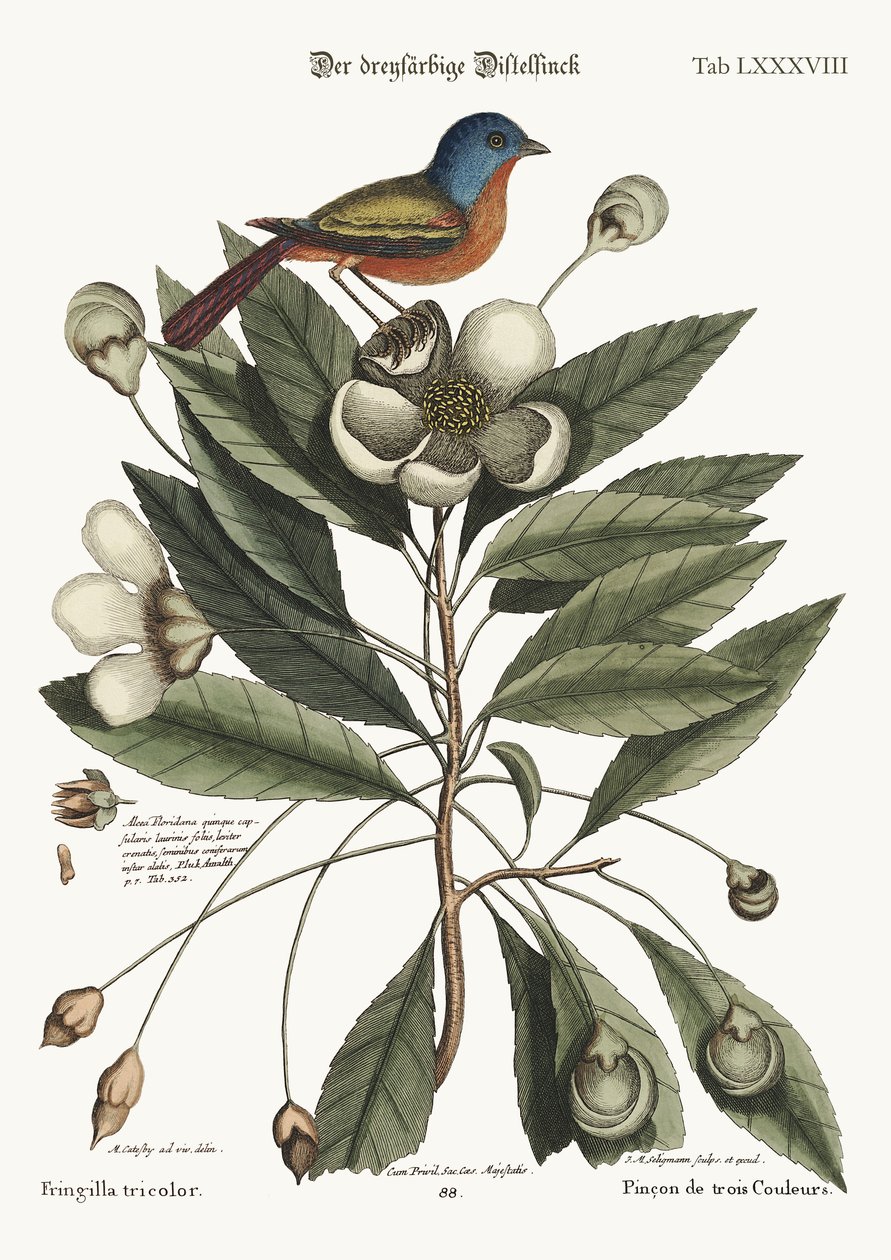 Malowany Finch, 1749-73 autorstwa Mark Catesby