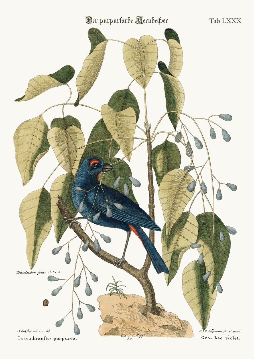 Fioletowy dziób Grossa, 1749-73 autorstwa Mark Catesby