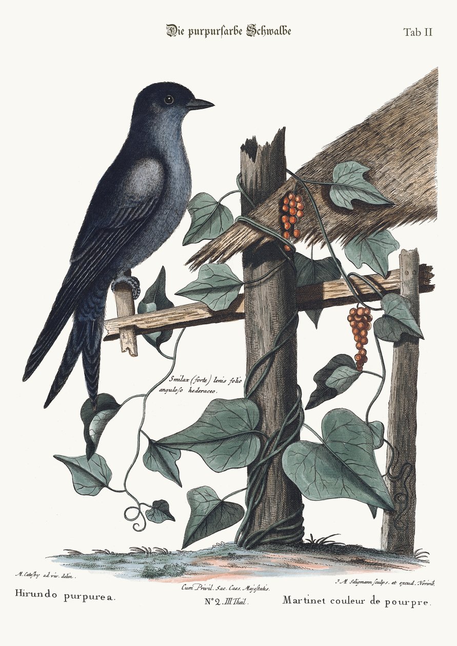 Fioletowy Marcin, 1749-73 autorstwa Mark Catesby
