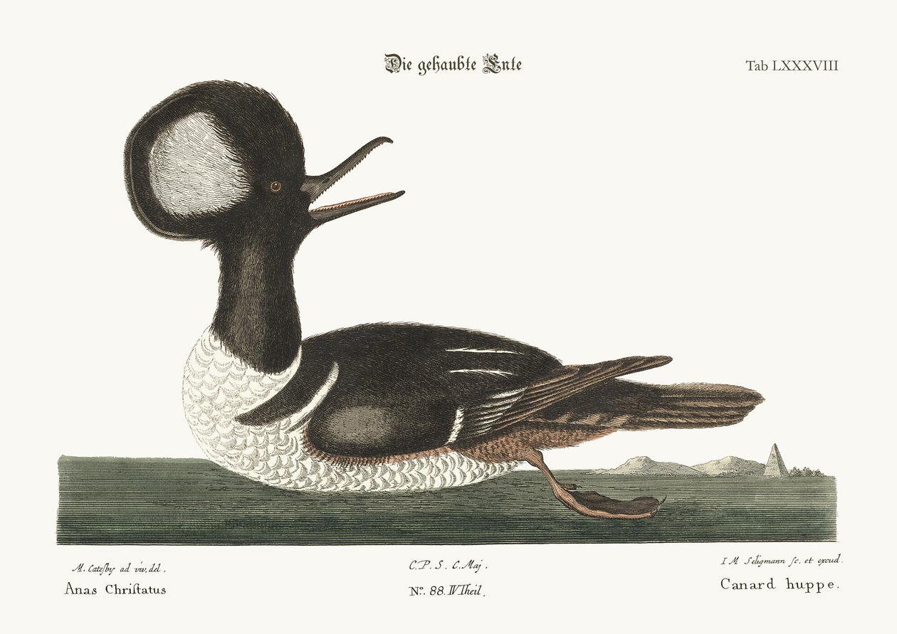 Kaczka okrągłoczuba, 1749-73 autorstwa Mark Catesby