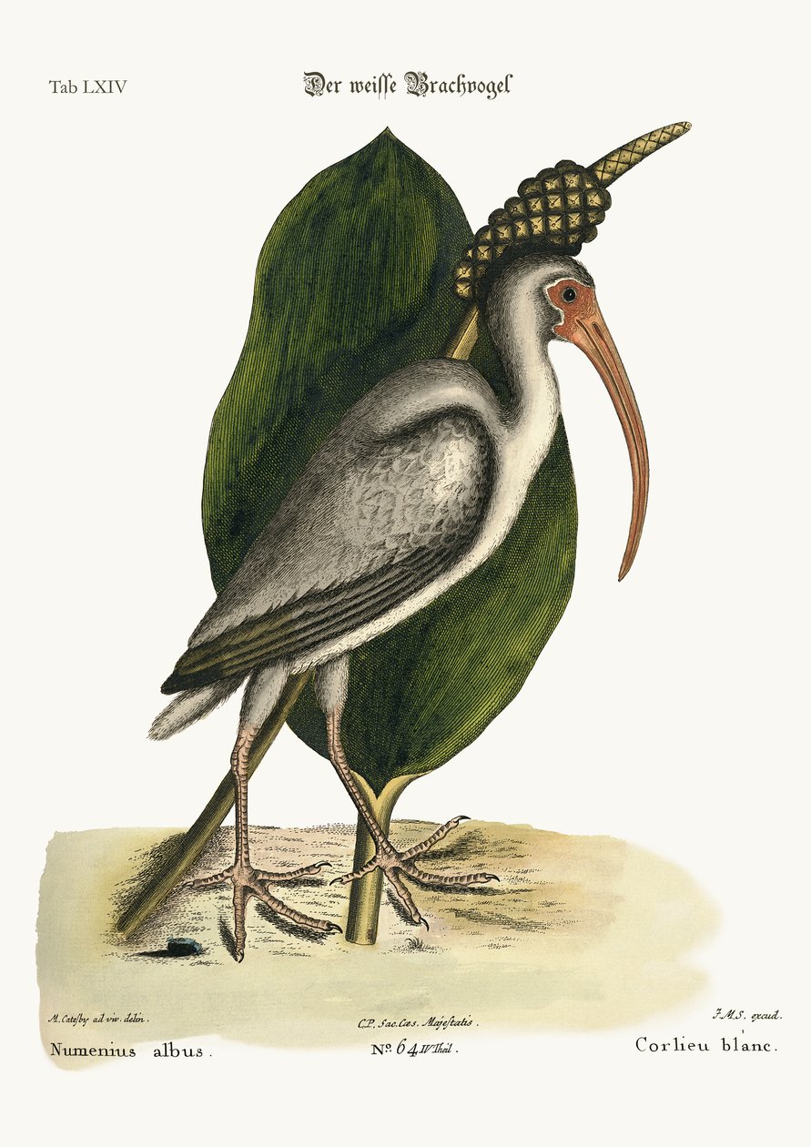 Kulik biały, 1749-73 autorstwa Mark Catesby