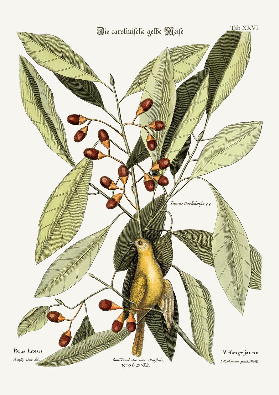 Żółta sikorka, 1749-73 autorstwa Mark Catesby