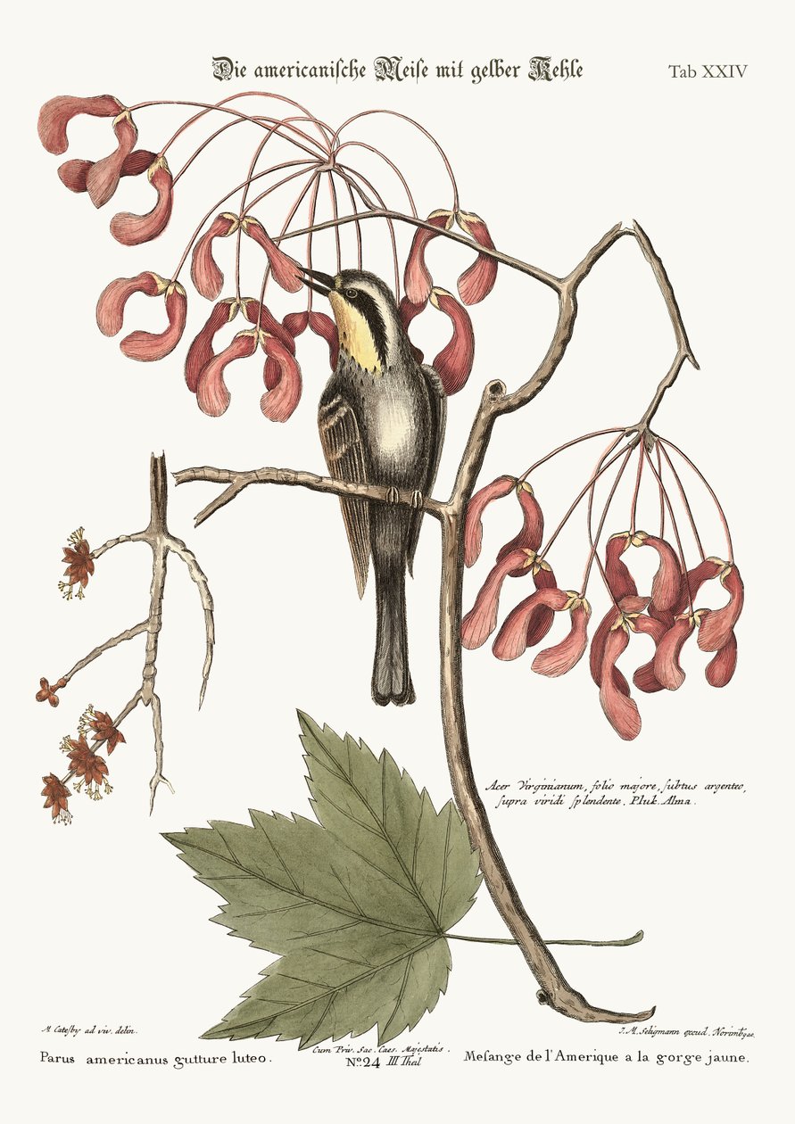 Pnącze żółtogardło, 1749-73 autorstwa Mark Catesby