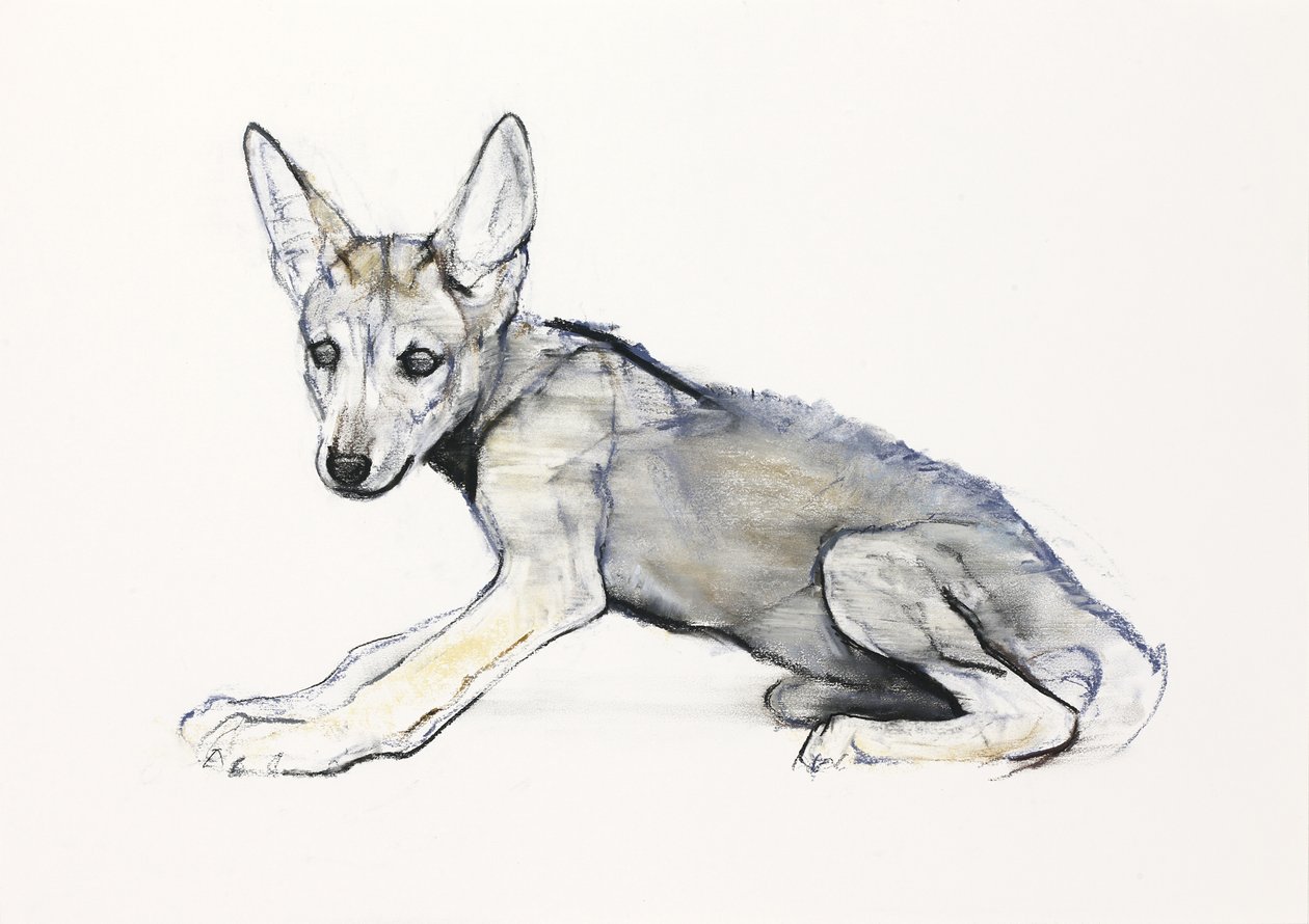 Adolescent Arabian Wolf Pup, 2009 (konta i węgiel na papierze) autorstwa Mark Adlington