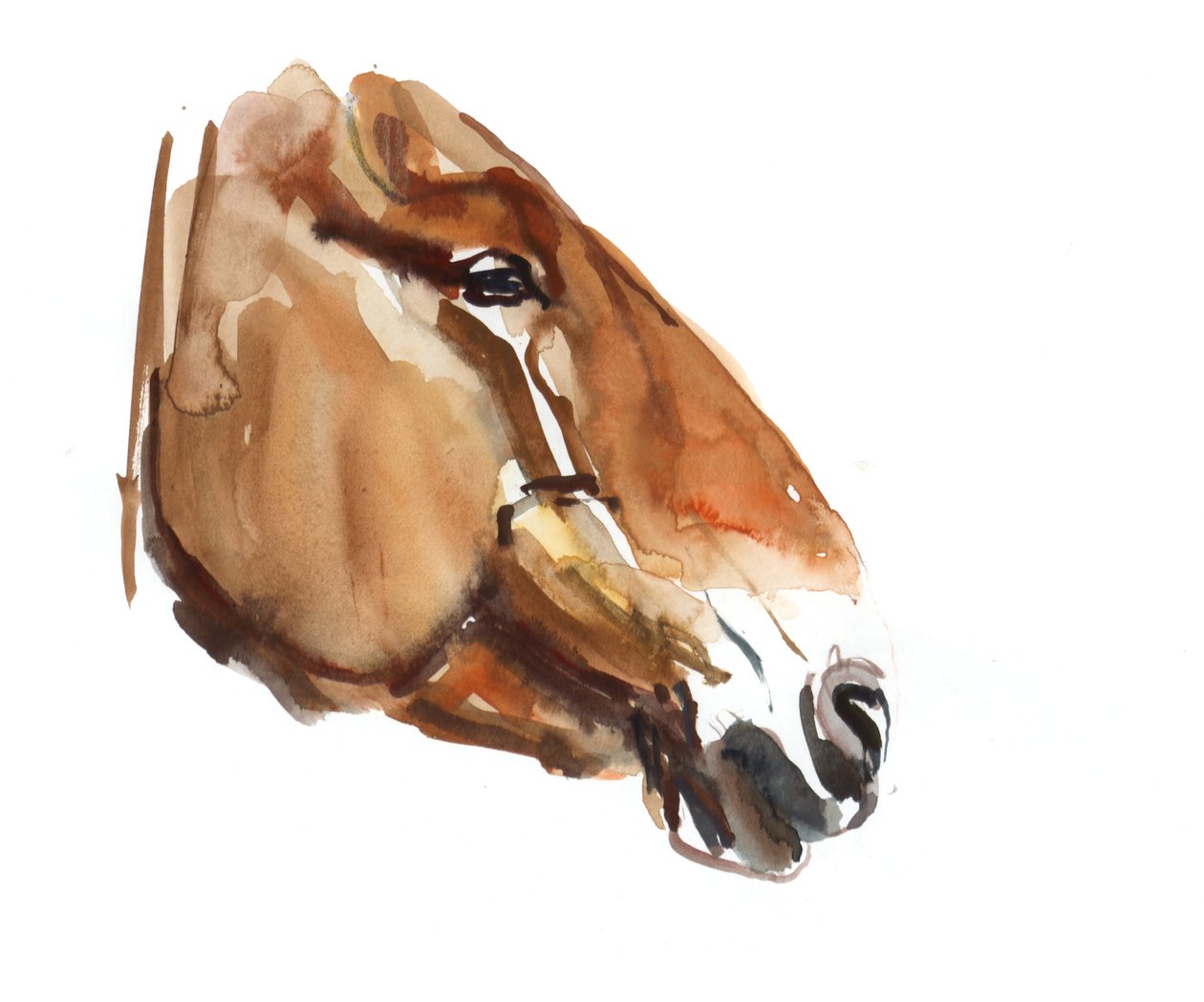 Starożytna głowa (Przewalski) 2012, (akwarela na papierze) autorstwa Mark Adlington