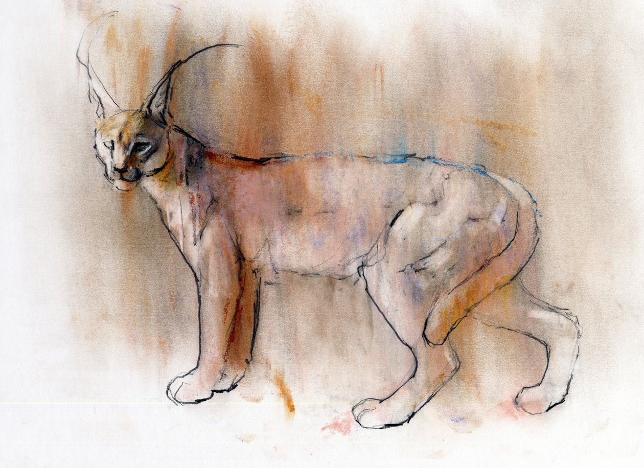 Arabian Caracal, 2009 (conte und węgiel na papierze) autorstwa Mark Adlington