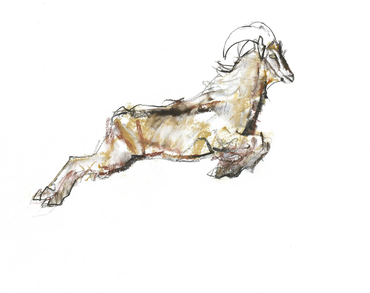 Arabian Tahr, 2009 (conte i węgiel na papierze) autorstwa Mark Adlington