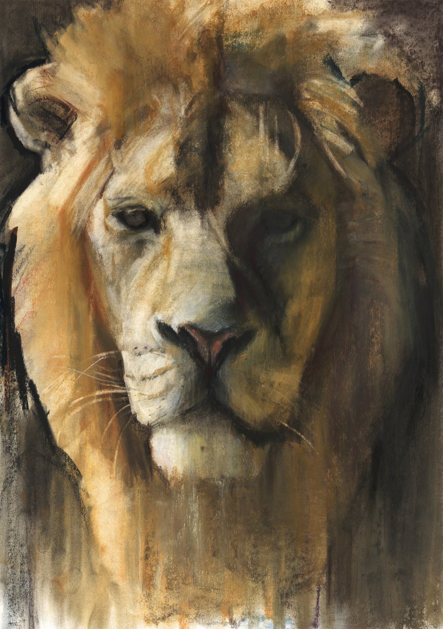 Lew azjatycki, 2015, (pigment, pastel i kontur na papierze) autorstwa Mark Adlington