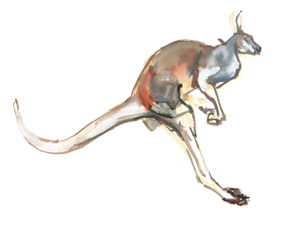 Boing, (Czerwony Kangur), 2012, (akwarela i pigment na papierze) autorstwa Mark Adlington
